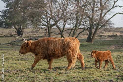 Beautiful Highland Cow cattle with calf (Bos taurus taurus) grazing in field. Veluwe in the Netherlands. Scottish highlanders in a natural landscape. A long haired type of domesticated cattle.
