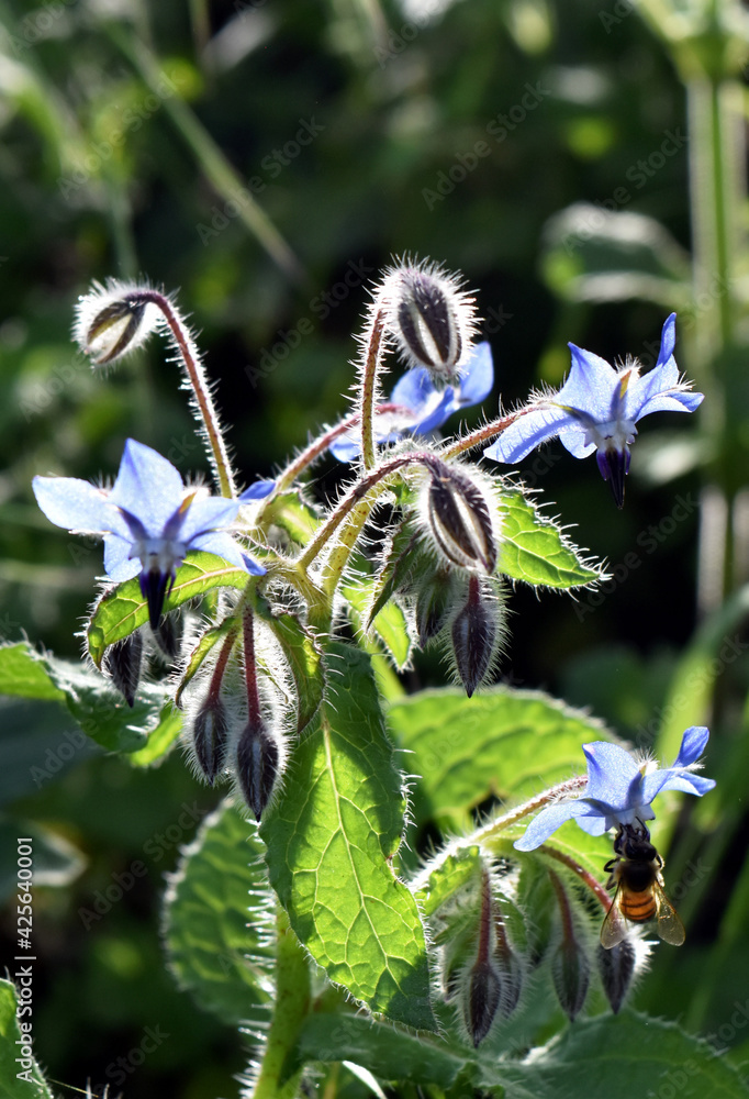 Spring Borage with Bee