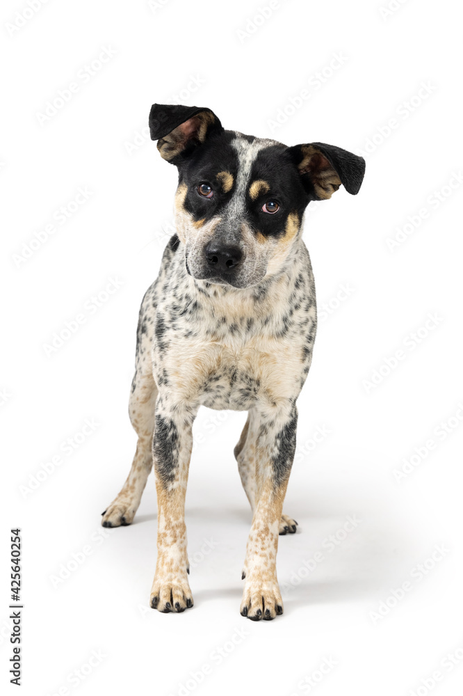 Large Cattle Breed Dog Standing Facing Forward Large Cattle Breed Dog Standing Facing Forward