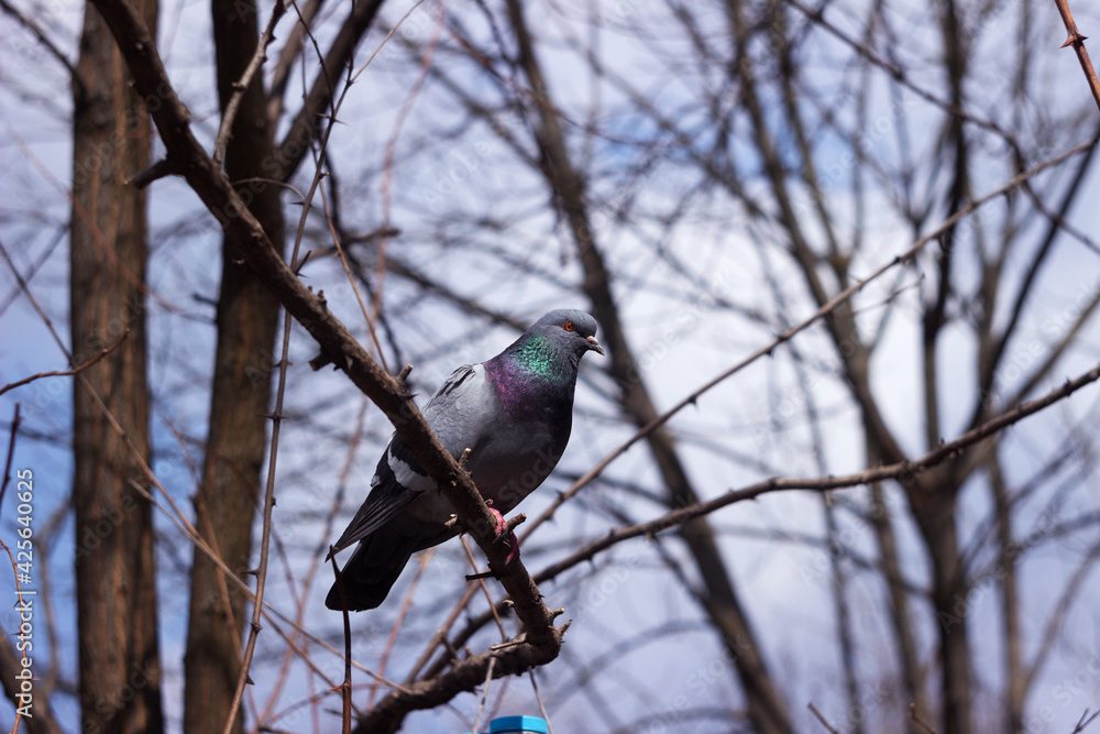 Feral pigeons (Columba livia domestica). A gray dove sits on a branch in the forest, spring. Bird on the street. Feral pigeons (Columba livia domestica). A gray dove sits on a branch in the forest, spring. Bird on the street.