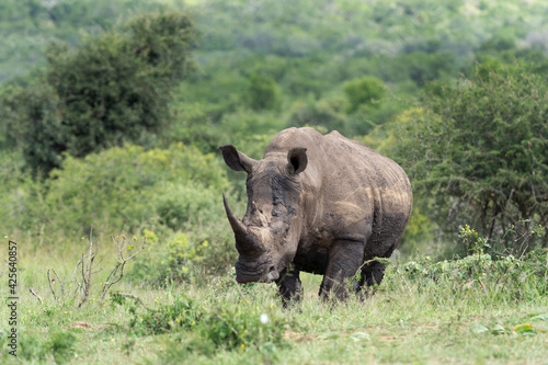 White rhinoceros in the Hluhluwe Imfolozi Park. Safari in South Africa. Rhino graze during day. Protected species in Africa