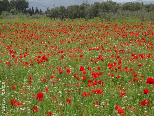 Red Poppies in Country Field