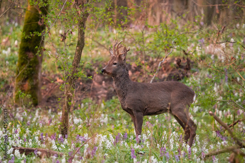 Roe deer  in the forest with wild flowers on a spring morning