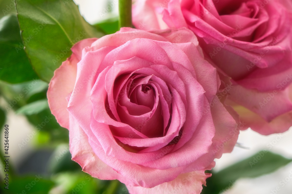 beautiful rose close-up on a background of green foliage. two pink delicate roses. Horizontal photo, close-up. Concept - greeting card. beautiful rose close-up on a background of green foliage. two pink delicate roses. Horizontal photo, close-up. Concept - greeting card.