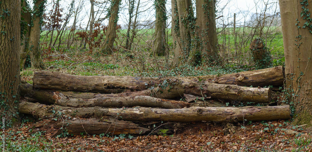 felled tree trunks used as eventing horse jumps felled tree trunks used as eventing horse jumps