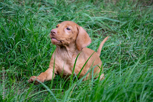 puppy in grass