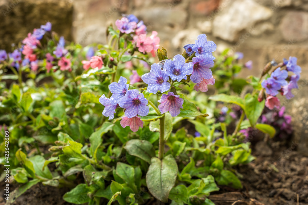 Flowering common lungwort Pulmonaria officinalis in the garden in April Flowering common lungwort Pulmonaria officinalis in the garden in April