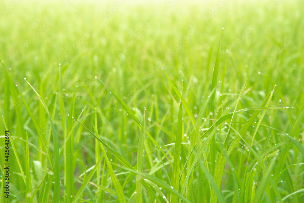 Green rice field with water drop and natural sunlight in the morning. Countryside of Thailand. Selective focus. Green rice field with water drop and natural sunlight in the morning. Countryside of Thailand. Selective focus.