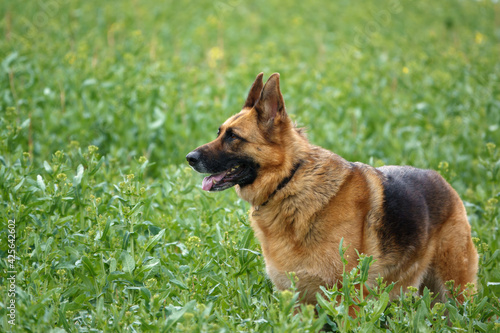 alsation  german shepherd bitch with lovely colours and coat stood in a field of young rape crop