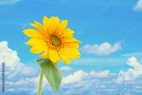 Sun flower against a blue sky  with clouds..