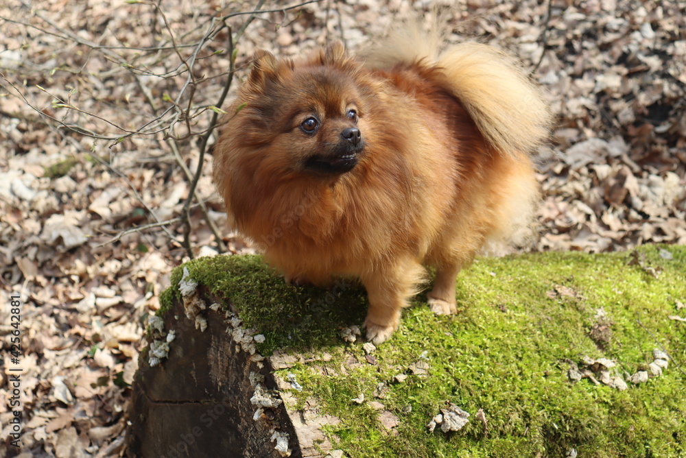 Adorable and funny spitz pomeranian dog happy walking on street summer Adorable and funny spitz pomeranian dog happy walking on street summer