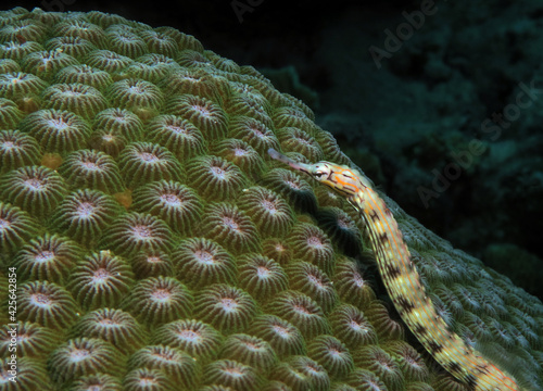 A Schultz pipefish on a green coral Panagsama beach Cebu Philippines  photo