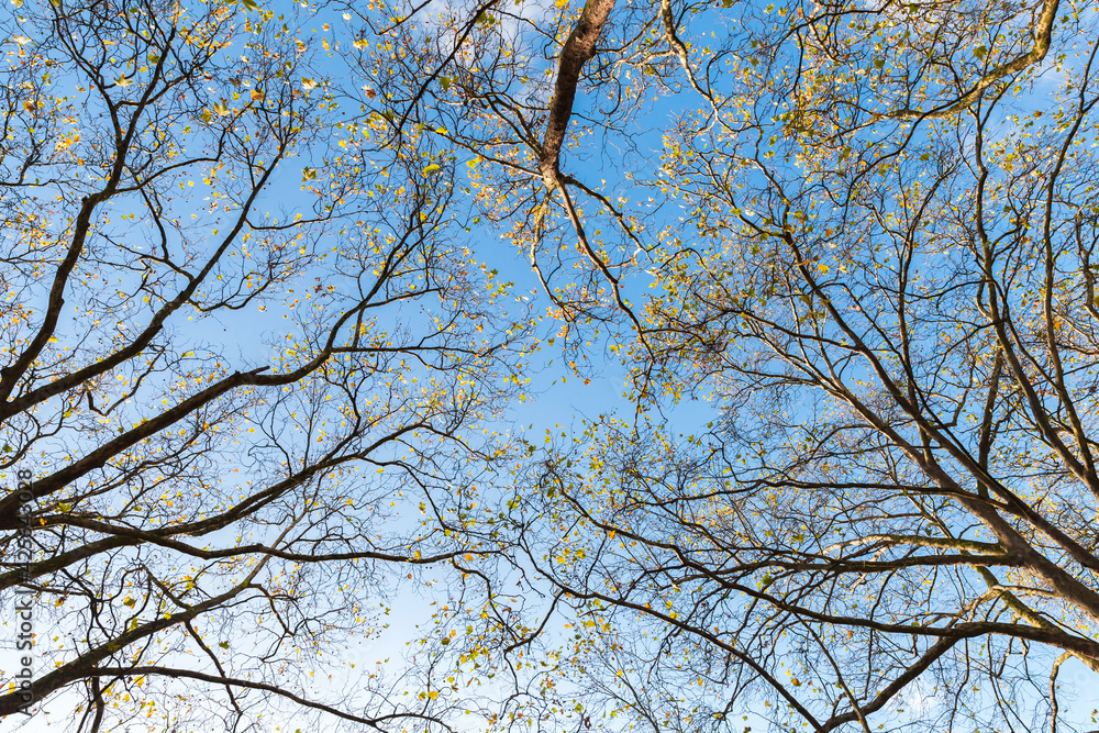 Yellow and green leaves are on branches under blue sky Yellow and green leaves are on branches under blue sky