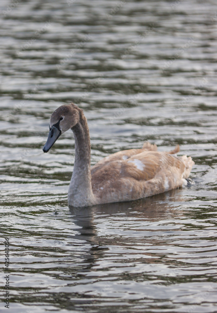 A young swan swims on the lake.