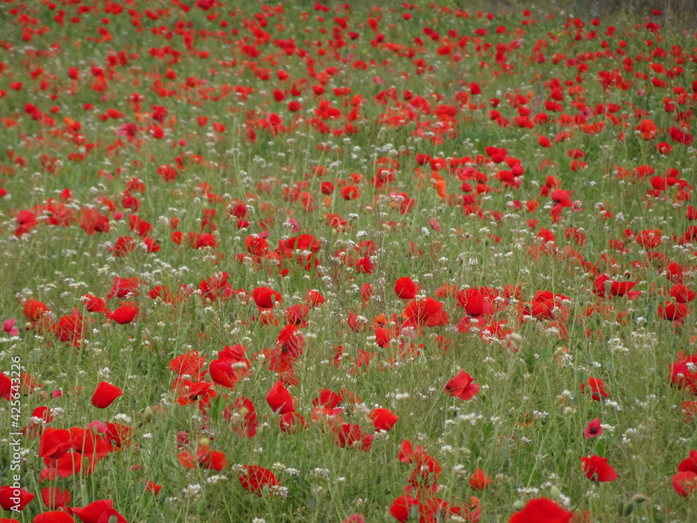 Red Poppies in Country Field