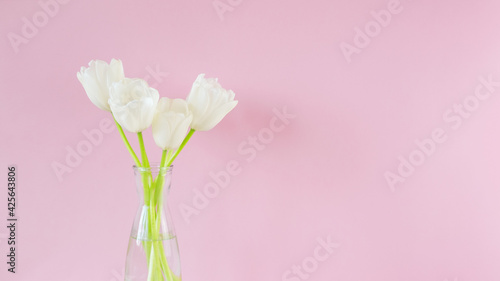 Fototapeta Naklejka Na Ścianę i Meble -  White tulips in glass vases on pink background. Simple home decor idea with bud vases. On trend floral arrangements. Template for Easter, springtime, women's day, mother's day.
