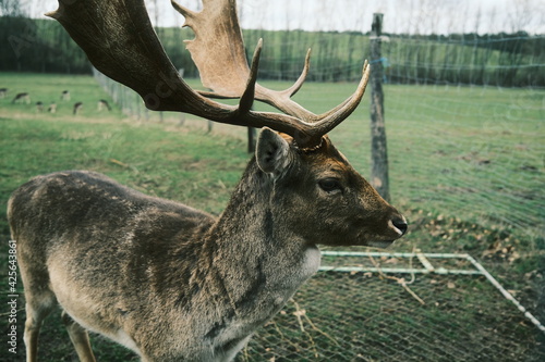 Gro  er brauner Hirsch