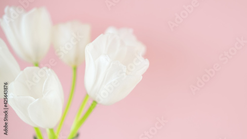 White tulips in glass vases on pink background. Simple home decor idea with bud vases. On trend floral arrangements. Template for Easter, springtime, women's day, mother's day.