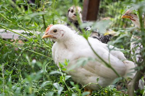 young white chicken on the background of other chicks, use for livestock and animals farm topic, close up macro