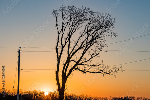 A sunset with an electric pole and a tree that has been trimmed away from the wires.