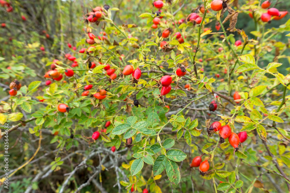 The red berries of wild rose hips. Medicinal berries. Wild rose. Hip bush.