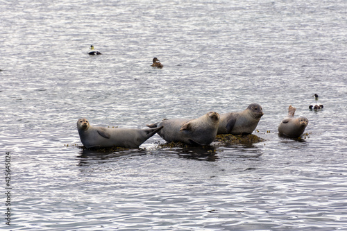 seals and ducks relaxing in a wildlife sanctuary on Vigur island in Iceland in the summer season photo