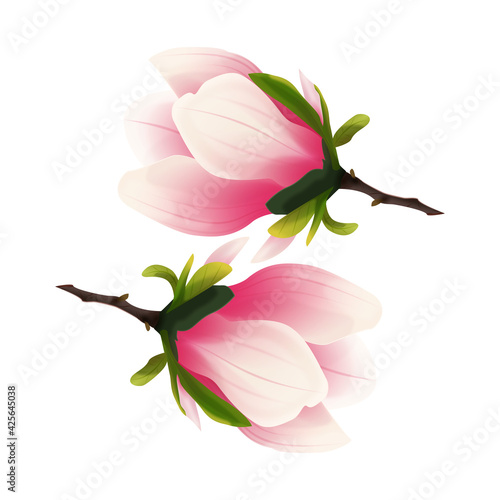 Rozkwitająca magnolia. Ręcznie rysowany kwiat w kolorze bladego różu z gałązką na białym tle.	