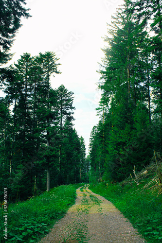 A road in the forest