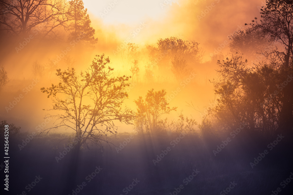A beautiful misty morning in the river valley. A springtime sunrise with fog at the banks of the river over trees. Spring landscape in Northern Europe with mist and trees. A beautiful misty morning in the river valley. A springtime sunrise with fog at the banks of the river over trees. Spring landscape in Northern Europe with mist and trees.
