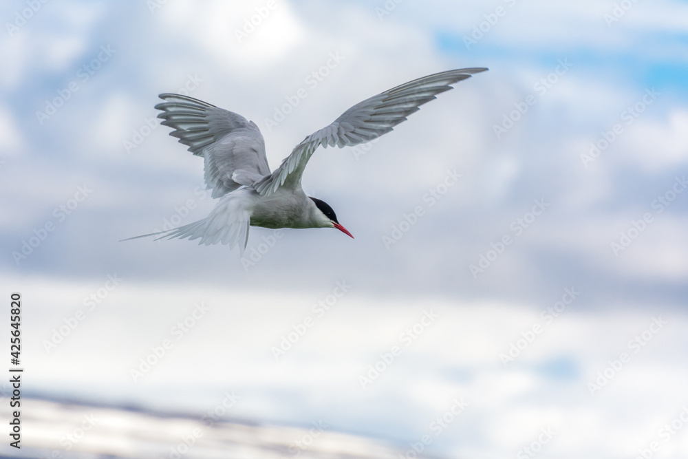 arctic tern flying over the nest during summer season in Iceland arctic tern flying over the nest during summer season in Iceland