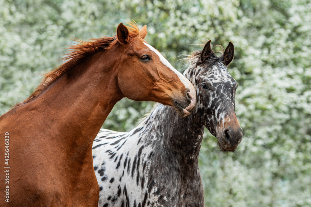 Two lovely horses standing together in summer. Knabstrupper and trakehner breed horses. Two lovely horses standing together in summer. Knabstrupper and trakehner breed horses.