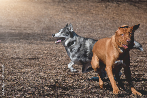 Photography Two dogs playing running at an off leash dog park