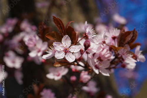 Cherry plum blossoms in the spring © 13threephotography