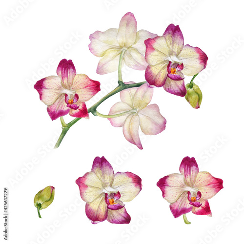 Watercolor orchid set 