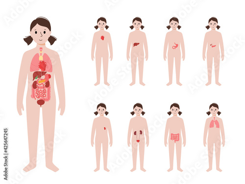 Internal organs in female body