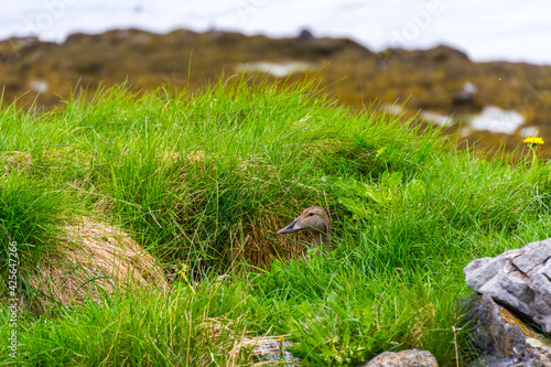 duck hidden in the tundra grass incubating during summer season in Iceland