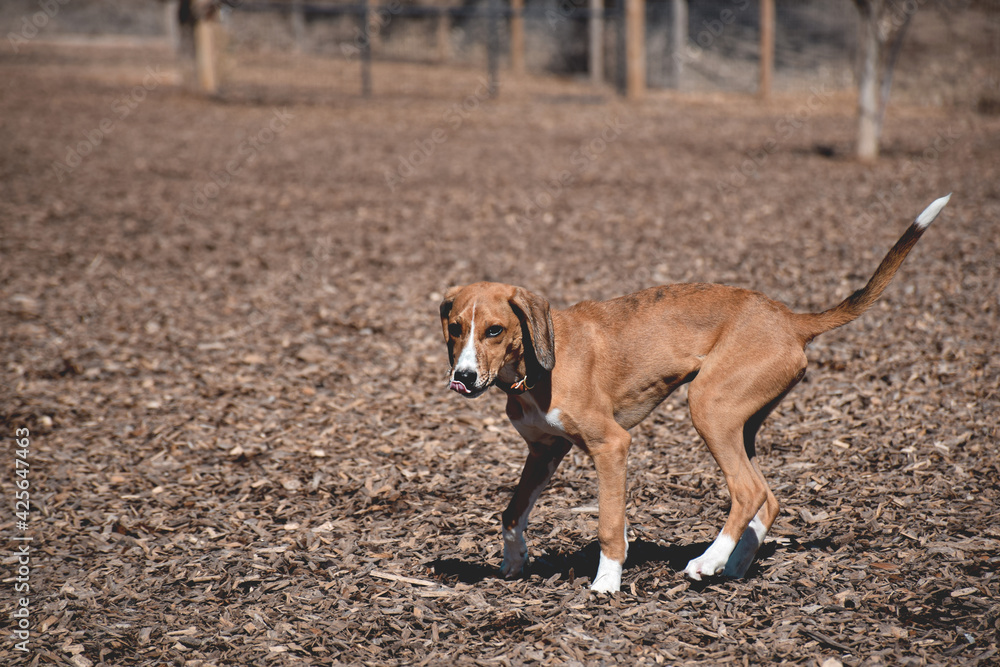 Dog that looks like Azawakh breed running at an off leash dog park
