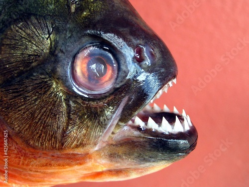 Razor-sharp teeth of a red piranha, Pygocentrus nattereri, Serrasalmidae family. photo