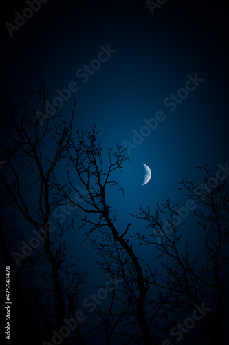 A beautiful skyscape with a moon in the dark skies. Springtime scenery before the dawn with moon. Spring nights in Northern Europe. © dachux21