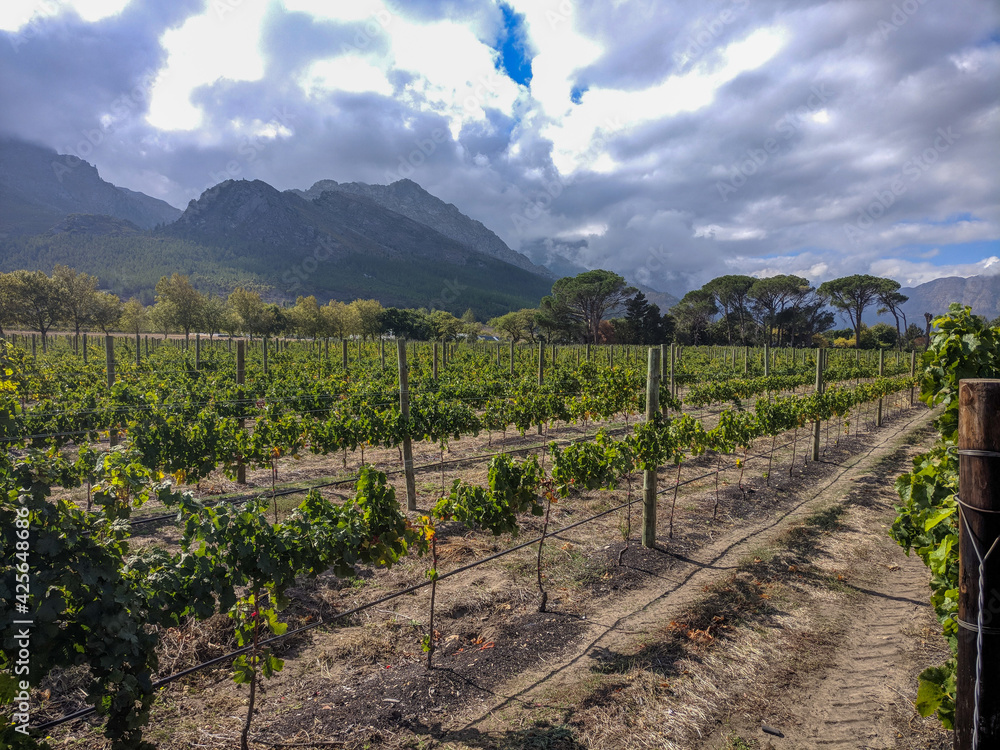 Vineyards in Franschhoek surrounded by mountains, Cape Town Region, South Africa