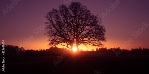 A beautiful sunrise behind the large oak trees in spring. Bare tree silhouette with sun shining through. Springtime scenery of Northern Europe.