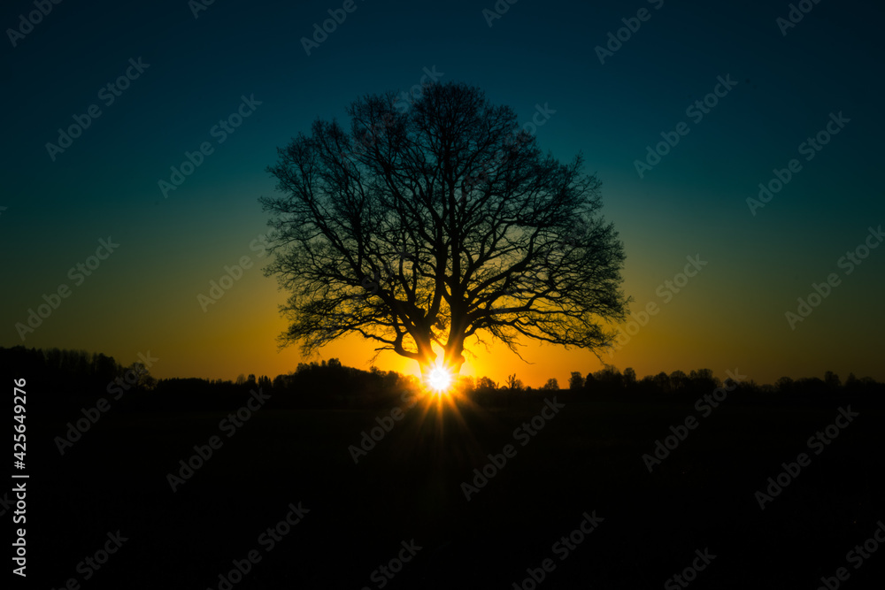 A beautiful sunrise behind the large oak trees in spring. Bare tree silhouette with sun shining through. Springtime scenery of Northern Europe.