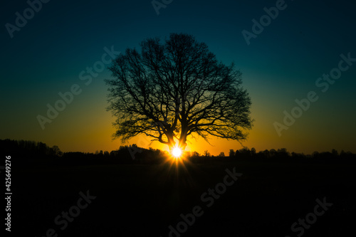 A beautiful sunrise behind the large oak trees in spring. Bare tree silhouette with sun shining through. Springtime scenery of Northern Europe.