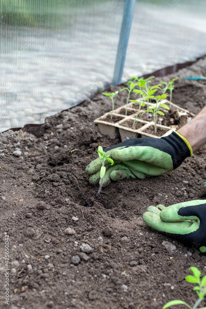 Person plants tomato seedlings in a greenhouse Person plants tomato seedlings in a greenhouse