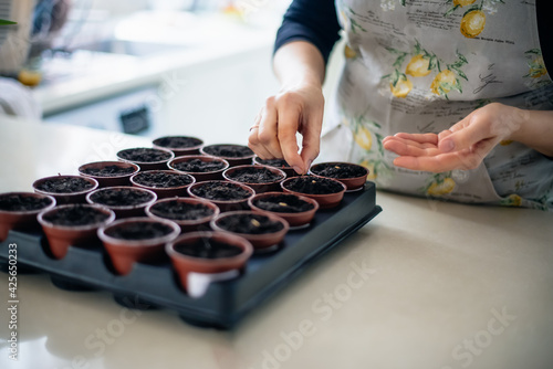 Fotografia, Obraz No face woman planting seeds in small pots at home kitchen