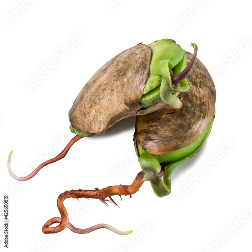 Sprouted mango seed isolated on white background close-up