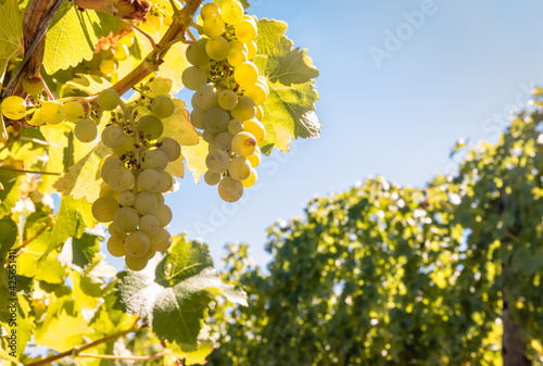 closeup of ripe bunches of green wine grapes hanging on vine in vineyard against blue sky with blurred background and copy space photo