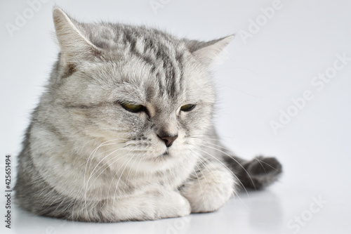 A serious tabby cat falls asleep on a white background. A pet.