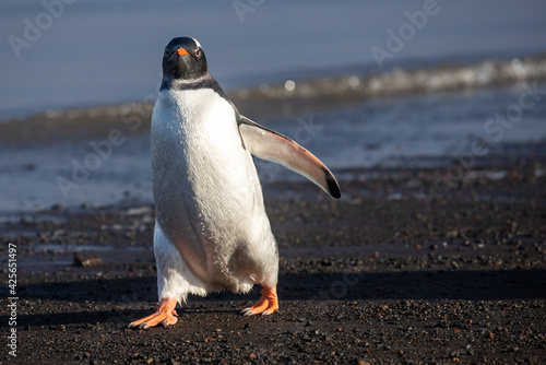 Gentoo Penguin walking on rocky beach