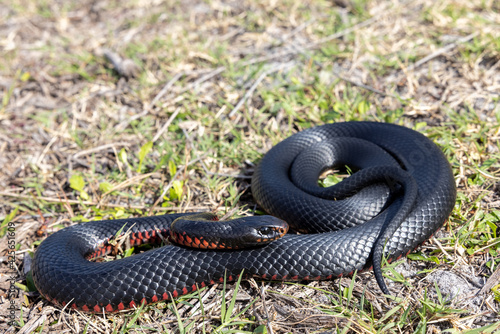 Red-bellied Black Snake basking in sunlight